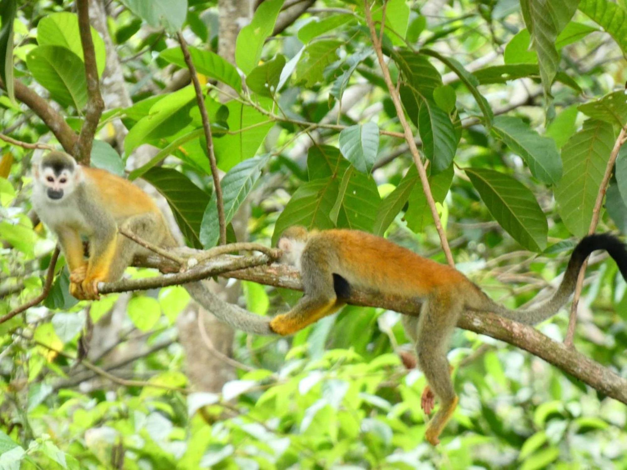 ベスト ウェスタン ホテル&カジノ カムック マヌエル・アントニオ エクステリア 写真